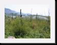 IMG_3835 * 2048 x 1536 * (2.18MB)