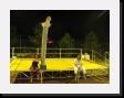 IMG_5099 * 2048 x 1536 * (855KB)